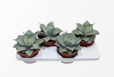 Agave 'Dragionis'
