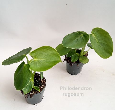 Philodendron rugosum