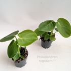 Philodendron rugosum