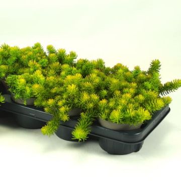 Sedum reflexum 'Yellow Bouquet'