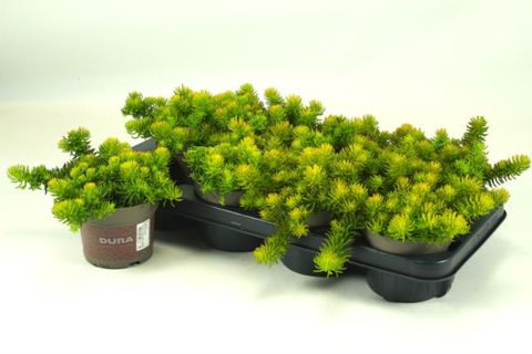 Sedum reflexum 'Yellow Bouquet'