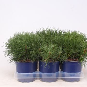 Pinus mugo pumilio
