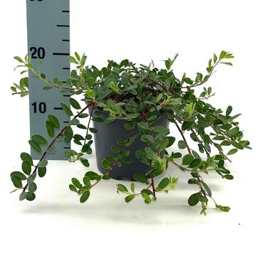 Arctostaphylos uva-ursi