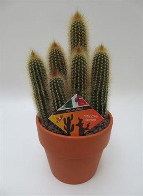 Pilosocereus chrysostele