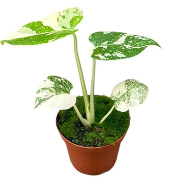 Monstera 'Thai Constellation'
