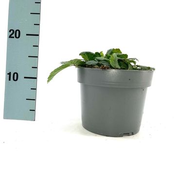 Astilbe chinensis 'Pumila'