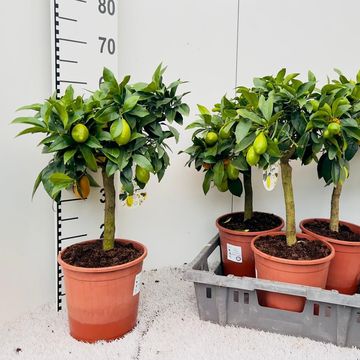 Citrus x floridana 'Livia'