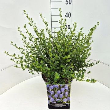 Ceanothus thyrsiflorus 'Skylark'