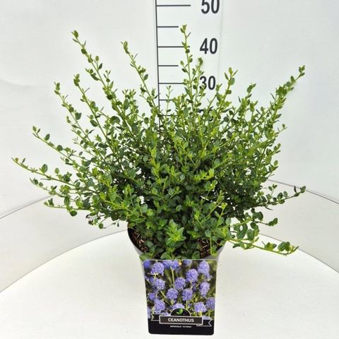 Ceanothus thyrsiflorus 'Skylark'