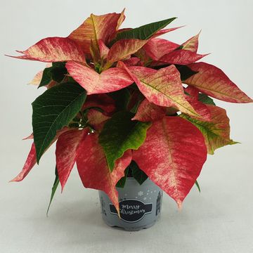 Euphorbia pulcherrima PREMIUM PICASSO