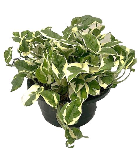 Epipremnum pinnatum N'JOY