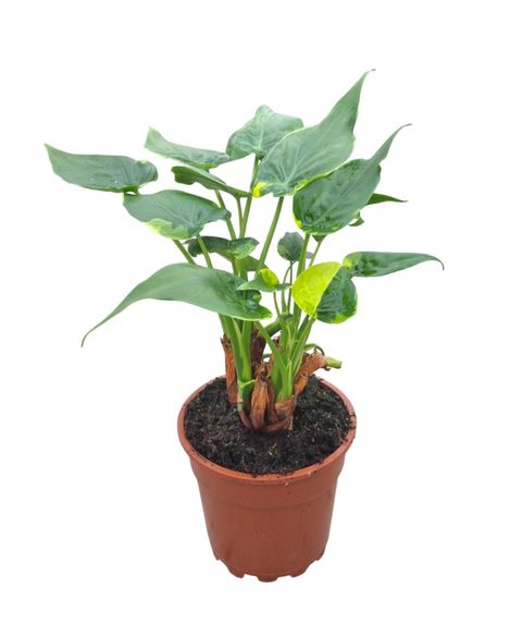 Alocasia cucullata 'Flame'