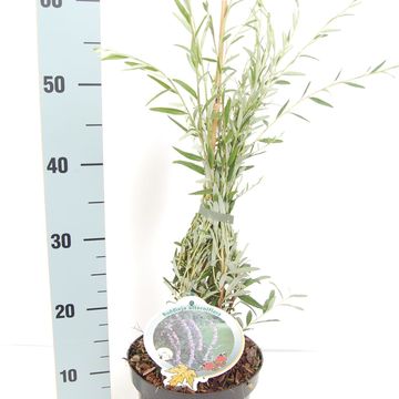 Buddleja alternifolia