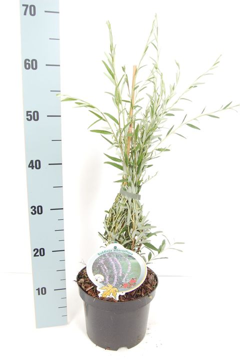 Buddleja alternifolia