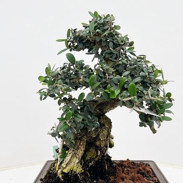 Olea europaea sylvestris