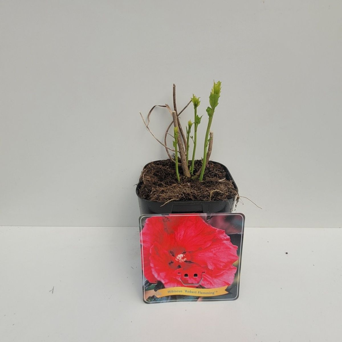 hibiscus-robert-fleming-plant-wholesale-floraccess