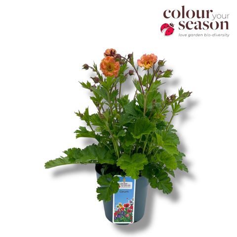 Geum rivale 'Mai Tai'