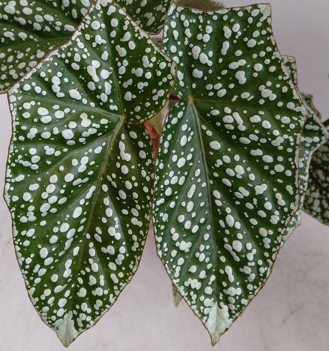 Begonia 'Snow Capped'