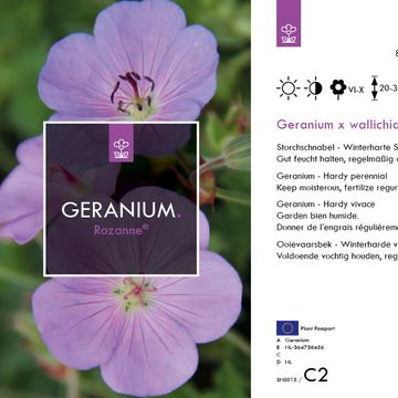 Geranium ROZANNE