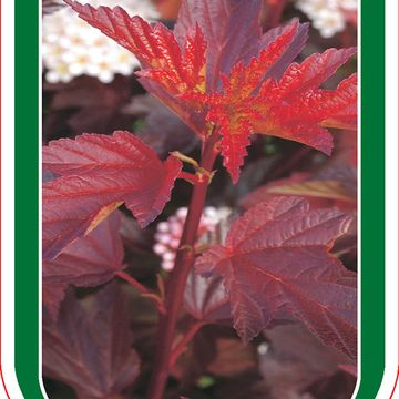 Physocarpus opulifolius DIABLE D'OR