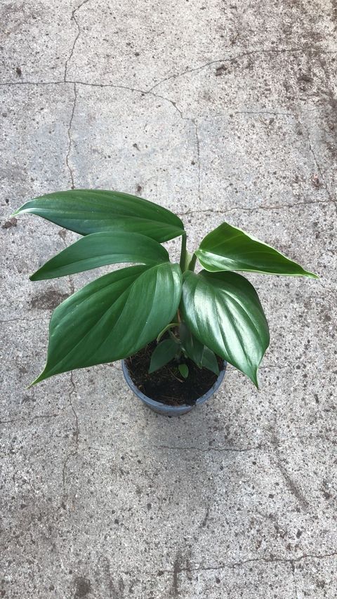 Rhaphidophora decursiva