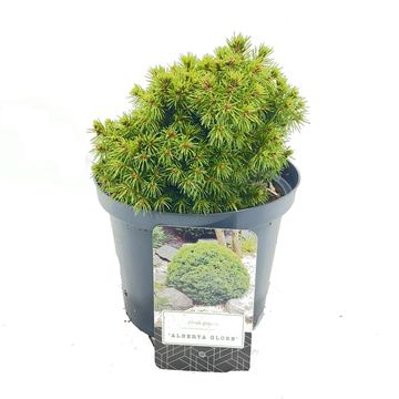 Picea glauca 'Альберта Глоб'