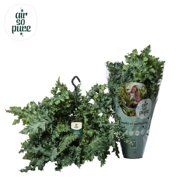 Phlebodium aureum DAVANA
