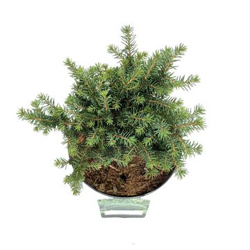 Picea omorika 'Карел'