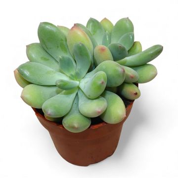 x Pachyveria 'Dr Cornelius'