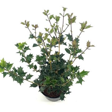 Osmanthus heterophyllus