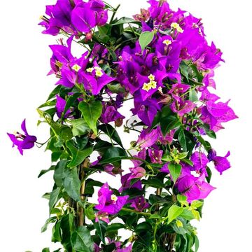 Bougainvillea glabra 'Sanderiana'