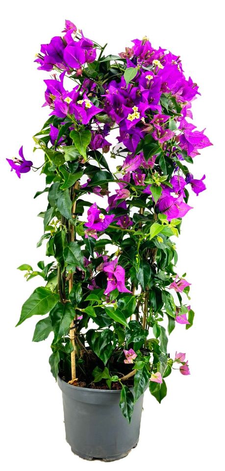 Bougainvillea glabra 'Sanderiana'