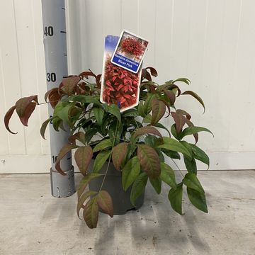Nandina domestica BLUSH PINK