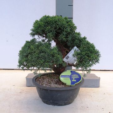 Juniperus chinensis