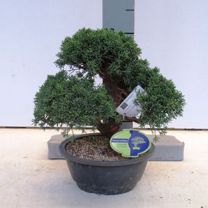 Juniperus chinensis (Lodder Bonsai BV)