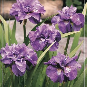 Iris 'Imperial Opal'