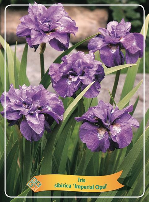 Iris 'Imperial Opal'