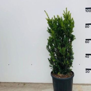 Taxus x media 'Hillii'