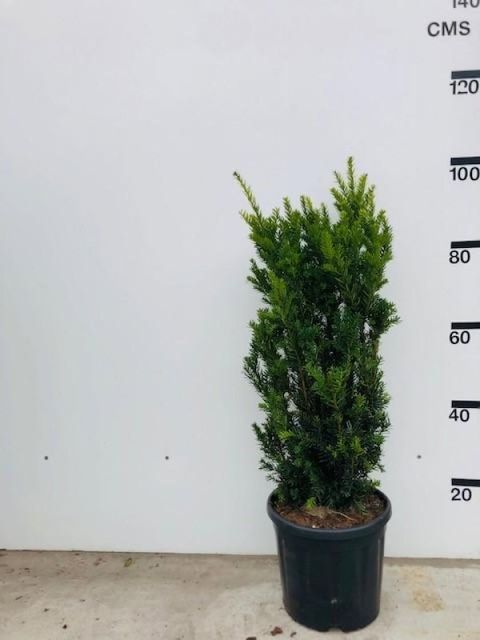 Taxus x media 'Hillii'