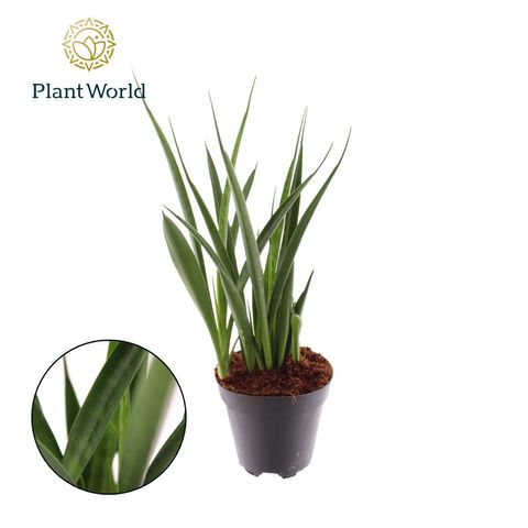 Sansevieria kirkii FRIENDS