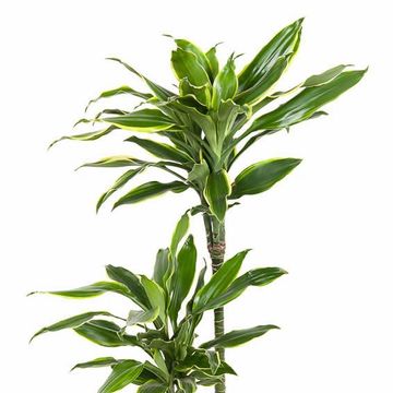 Dracaena fragrans 'Golden Coast'