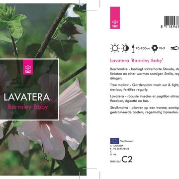 Lavatera 'Barnsley Baby'