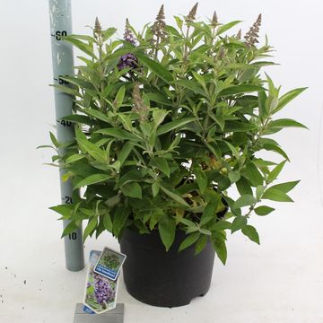 Buddleja davidii BUTTERFLY CANDY LILA SWEETHEART