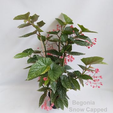 Begonia 'Snow Capped'