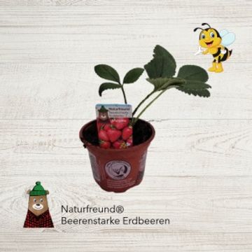 Fragaria x ananassa 'Malwina'