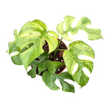 Rhaphidophora tetrasperma 'White Monster'