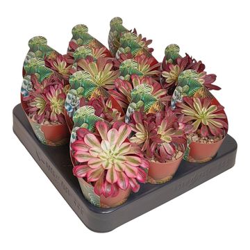 Aeonium 'Mardi Gras'