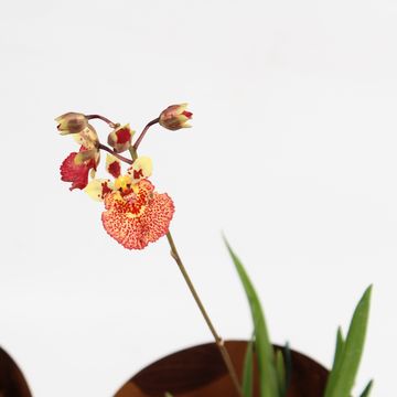 Tolumnia