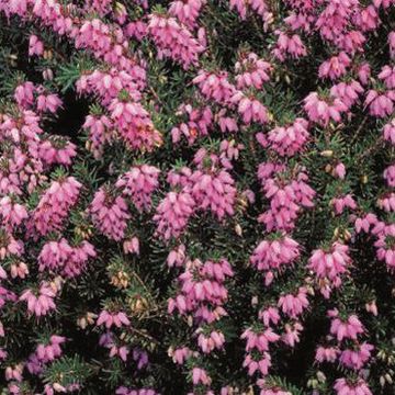 Erica x darleyensis 'Rubina'