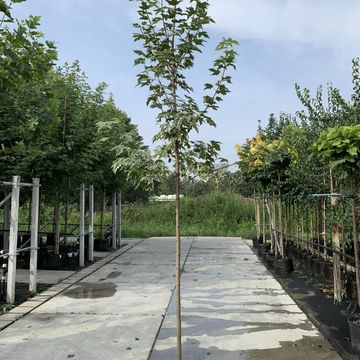 Acer platanoides 'Drummondii'